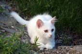 бялото коте