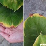 стайните растения