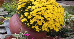 Цвете според зодията