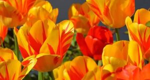 Хороскоп за 6 - 12 април