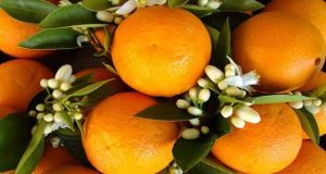 кората от портокал