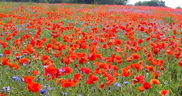 хороскоп за май 2026