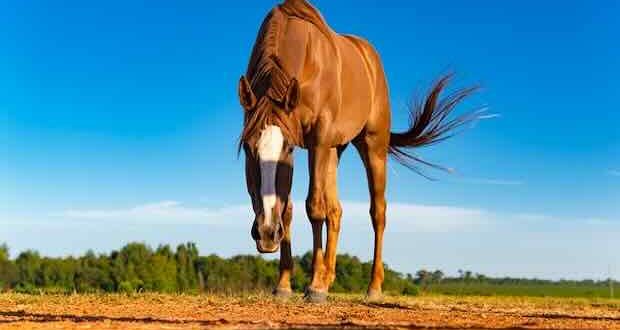 Китайски хороскоп за 2026