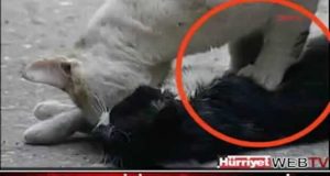 улична котка