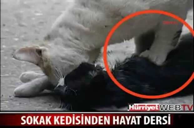 улична котка