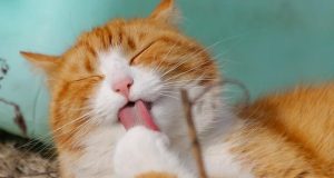 котешки хороскоп