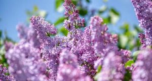 пролетен хороскоп