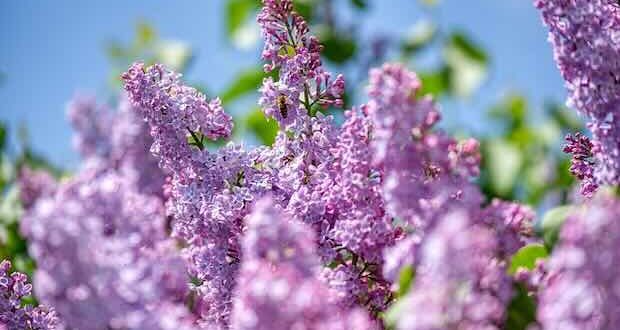 пролетен хороскоп