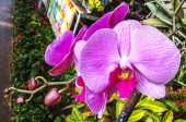 орхидея поливане