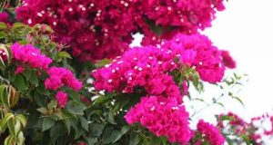 зодии живот