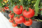 богата реколта от домати