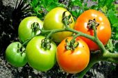 домати градина