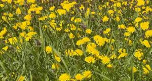 лекува глухарчето