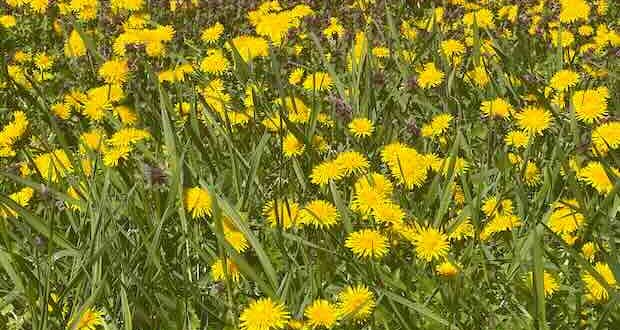 лекува глухарчето